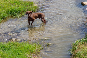 Brown setter dog fishing in water on a river flow stream