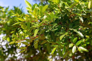 Pistacia × saportae tree branch with lush green leafs.