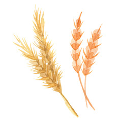 Hand painted watercolor barley, wheat clipart. Isolated on white background. Watercolor hand drawn illustration for logo
