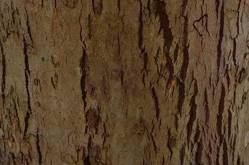 tree bark close up 2