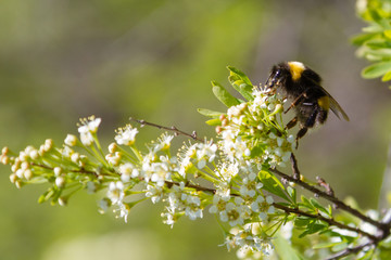 bumblebee on a branch