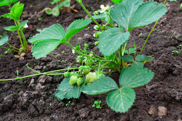 Unripe strawberries are growing on a branch