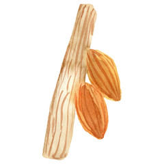 Hand painted watercolor cocoa clipart. Isolated on white background. Watercolor hand drawn illustration for logo