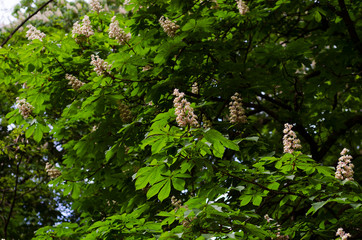 horse chestnut bloom in spring
