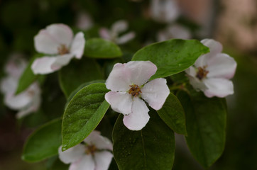 jasmine flowers after rain in spring