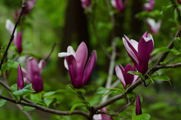 purple magnolia flower closeup 2