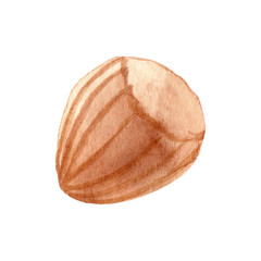 Hand painted watercolor Hazelnut clipart. Isolated on white background. Watercolor hand drawn illustration for logo