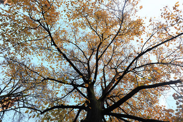 Natural background of autumn tree branch with golden yellow leaves.