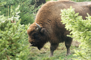 Wisent