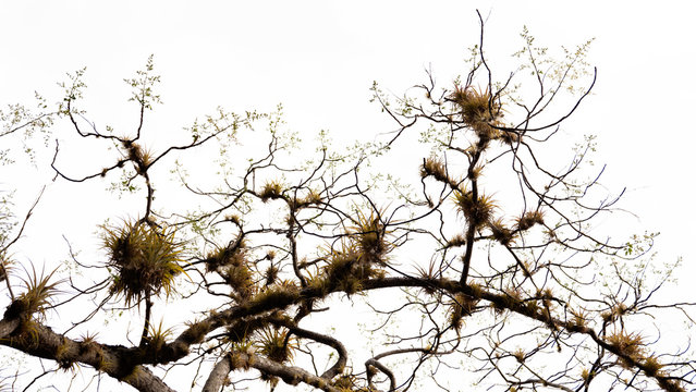 Arbol con orquideas y bromelias, epifitas del bosque seco tropical en el caribe