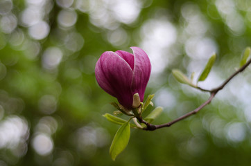 pink magnolia flower closeup 3