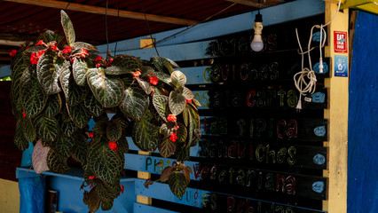 interior de un restaurante tipico del caribe con planta con flores y colores