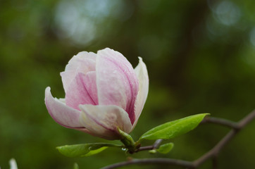 Obraz premium pink magnolia flower closeup 8