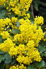 Mahonia aquifolium inflorescence