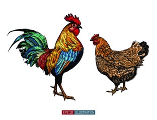 Hand drawn rooster and chicken isolated. Engraved style vector illustration. Template for your design works.