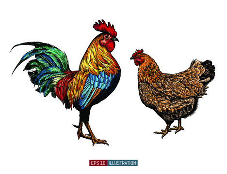 Hand drawn rooster and chicken isolated. Engraved style vector illustration. Template for your design works.