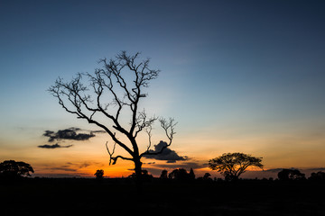 Fototapeta na wymiar Big tree silhouette sunset sky