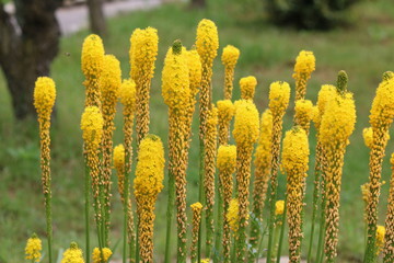 Fototapeta na wymiar 黄色の花