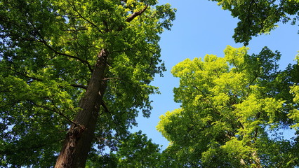 Arbres sur fond de ciel