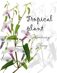 Tropical flower  with morning glory-vector
