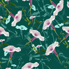 Tropical flower seamless pattern with morning glory-vector