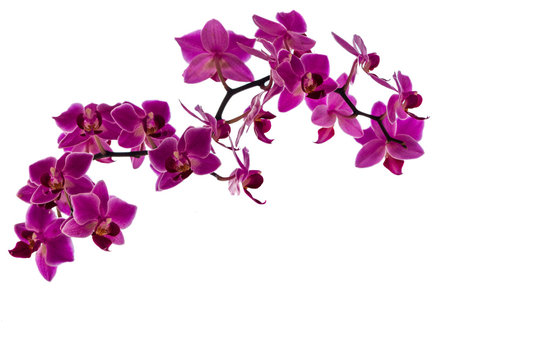 Violette Orchideen freigestellt vor wei&szlig;em Hintergrund