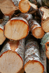 Freshly chopped tree logs stacked