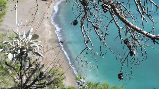 Top view through the pine bare branches from the hill to sandy wild beach