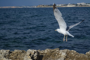 seagull is flying over the rock