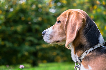 A thoughtful Beagle puppy with a blue leash on a walk in a city park. Portrait of a nice...