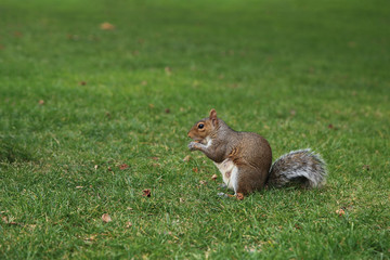 A adorablebrown squirrel eating nut on green grass lawn in the garden.