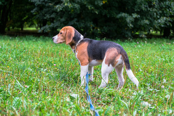 Naklejka na ściany i meble A thoughtful Beagle puppy with a blue leash on a walk in a city park. Portrait of a nice puppy.Eastern Europe.