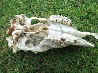 animal skull,original animal skull,open animal skull in the field