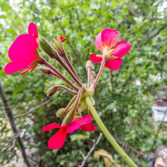 Red flower with stems
