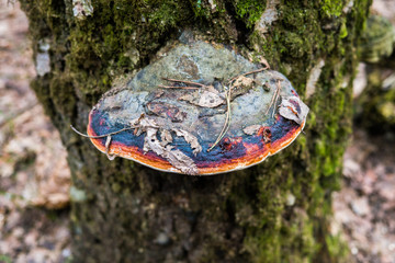 An old stump, infected by fungal plant pathogen - Polypore fungus. This species infects trees through broken bark, causing rot and continues to live on trees long after they have died, as a decomposer