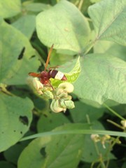 Obraz premium yellow beetle,beetle on flower,bee on yellow flower