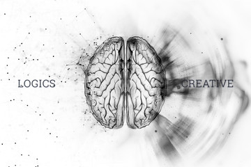 Illustration of a human brain, top view. Different halves of the human brain. The creative half and logical half of the human mind.