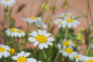 Detail of chamomile wild flowers growing wild