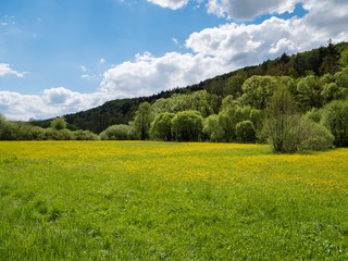 Landschaft blüht im Frühling