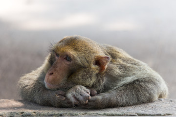 mother monkey on the side walk