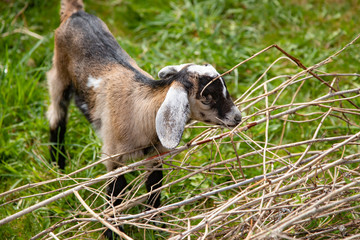 Little baby goats walking on the farm in the green grass