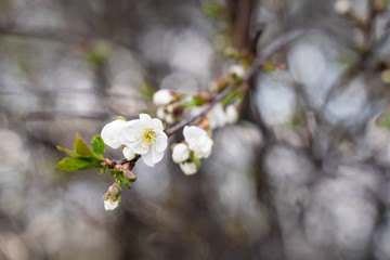 blooming Apple tree branch close-up as background or Wallpaper design