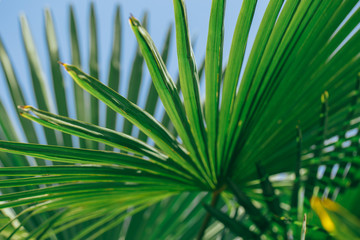 Palm leaves background. Natural green backdrop.