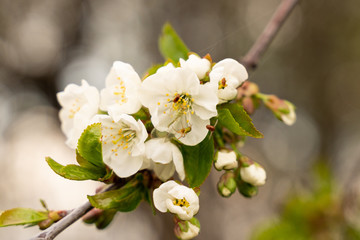 Obraz premium blooming Apple tree branch close-up as background or Wallpaper design
