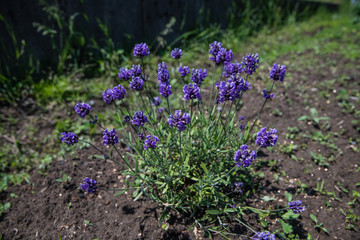 畑のラベンダー　一株