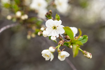 blooming Apple tree branch close-up as background or Wallpaper design