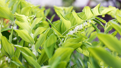 Flowering plant of Polygonatum multiflorum against blurred backg