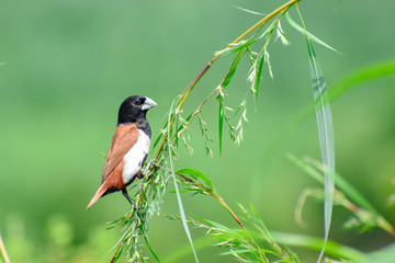 Tricoloured munia