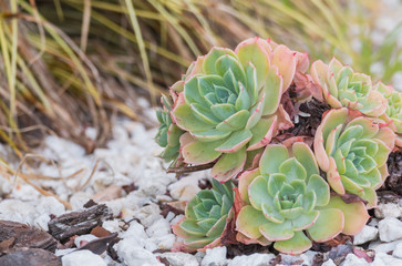 echevaria succulent plants  outdoors