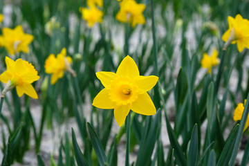 Yellow daffodils in the garden in early spring. One daffodil close up.